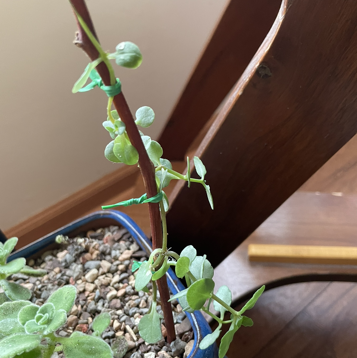 Photo of the plant species Common Water-Starwort by @Gr33ng4l named Your plant on Greg, the plant care app