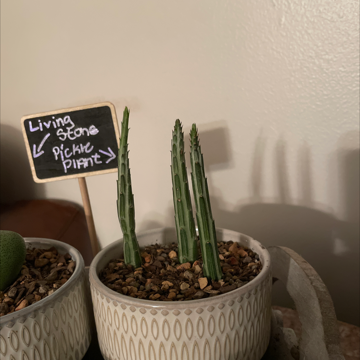 Photo of the plant species Pickle plant by @Gr33ng4l named Mr. Thiccle Pickle on Greg, the plant care app