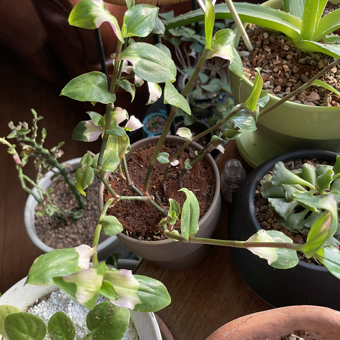Photo of the plant species Tradescantia Blushing Bride by @Gr33ng4l named Your plant on Greg, the plant care app