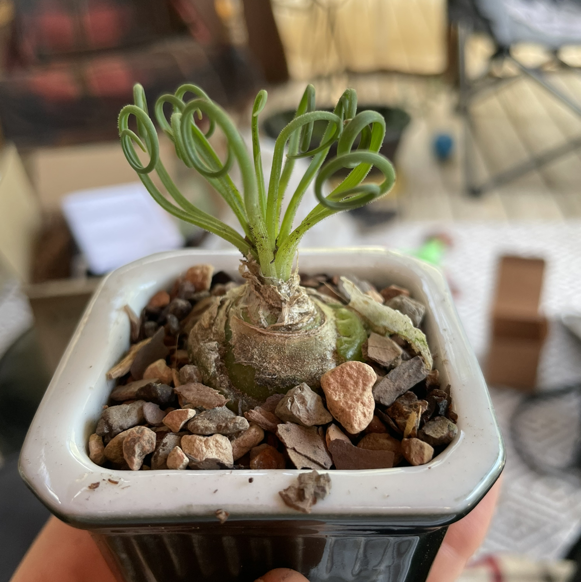 Frizzle Sizzle plant in a small pot with rocky soil, showing curly leaves.