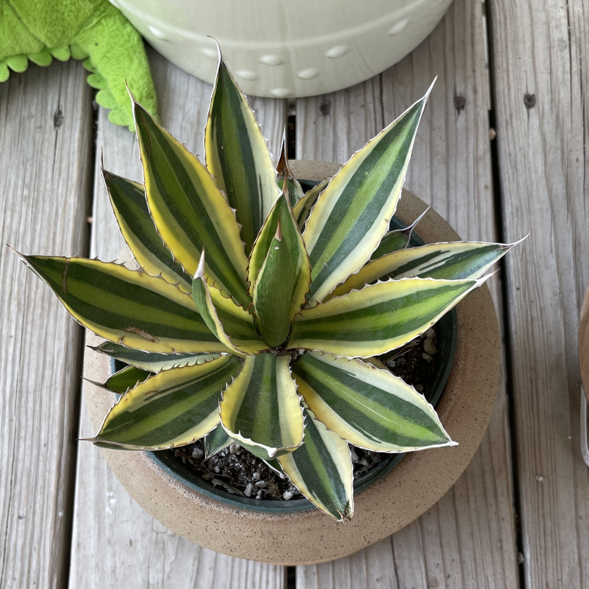 Thorn-Crested Century Plant in a pot with vibrant green and yellow variegated leaves.