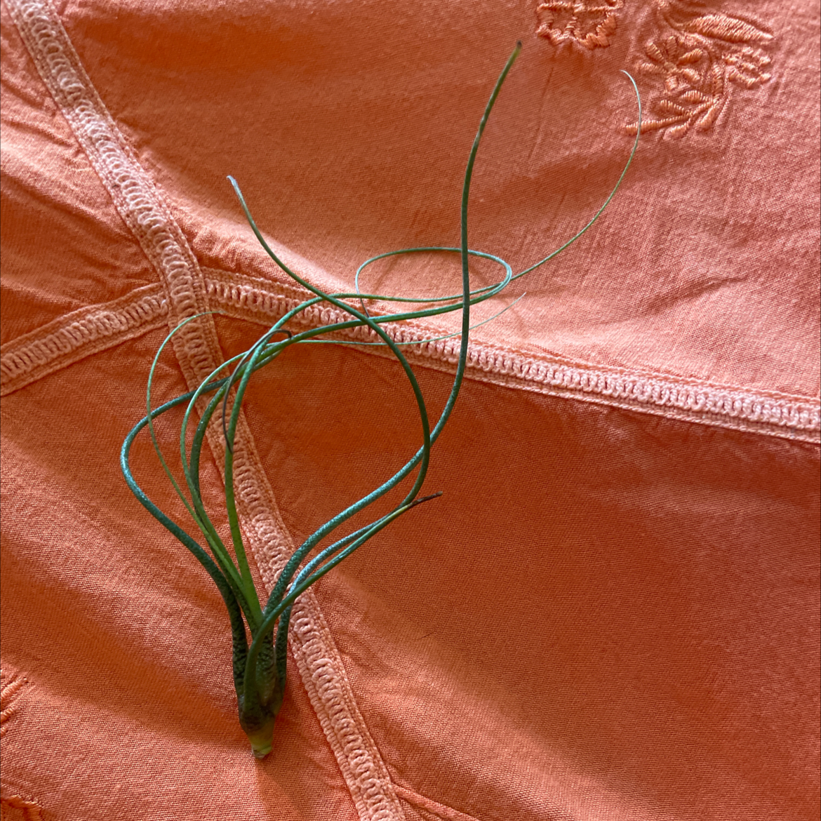 Photo of the plant species Tillandsia butzii by @Gr33ng4l named Currrrl on Greg, the plant care app