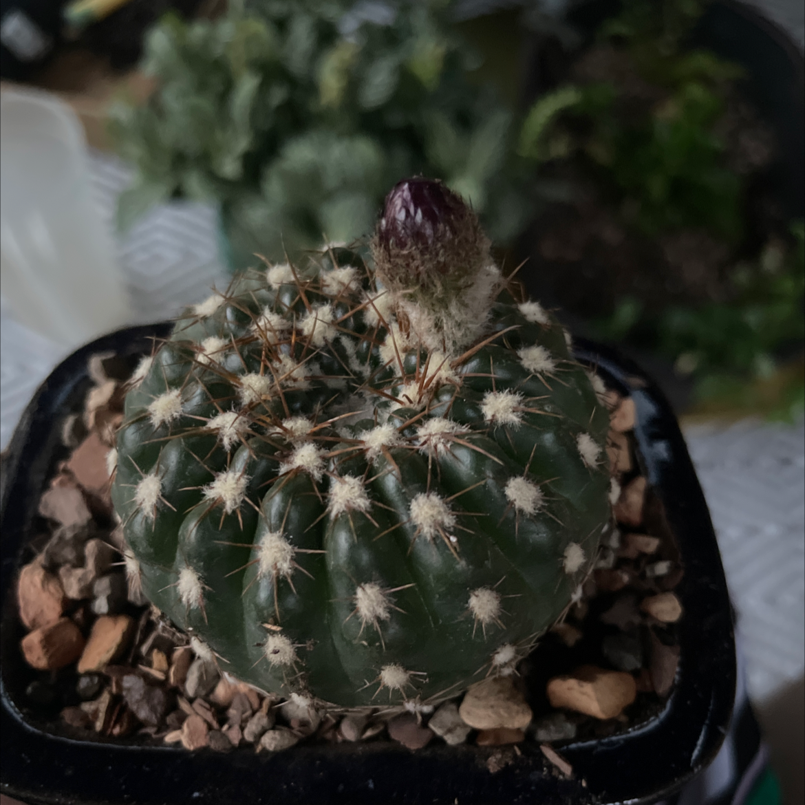 Green Tomato Cactus plant photo by @Gr33ng4l named Lola on Greg, the plant care app.