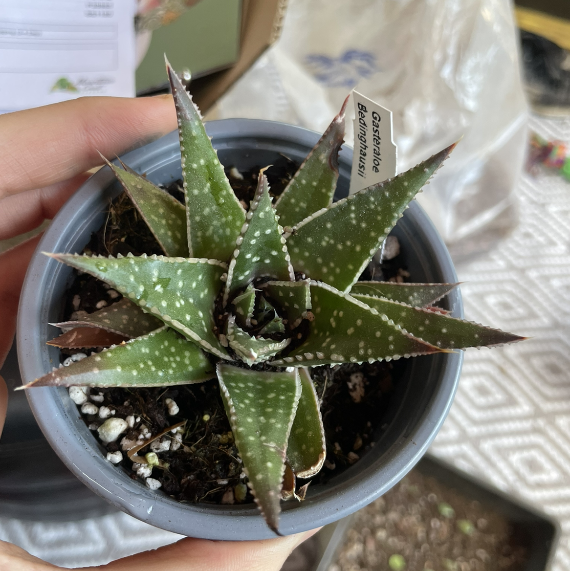 Photo of the plant species Gasteraloe 'Bedinghausii' by @Gr33ng4l named Ulysses S Plant on Greg, the plant care app