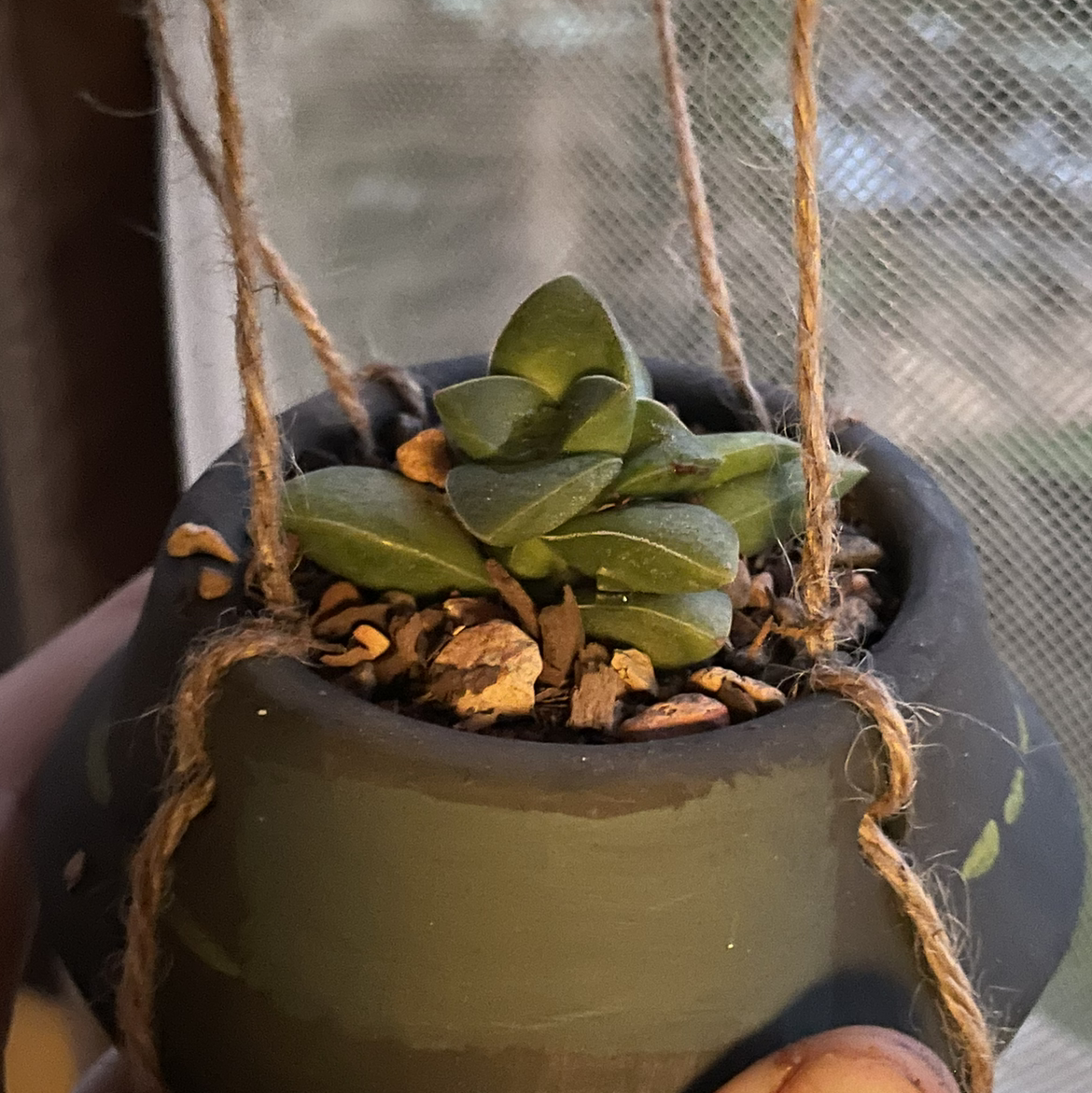 Crassula 'Springtime' plant in a small hanging pot with visible soil and green leaves.
