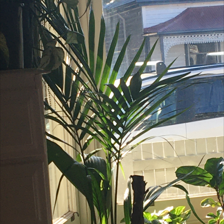 Photo of the plant species Bungalow Palm by @woolleysheep named Sonora on Greg, the plant care app