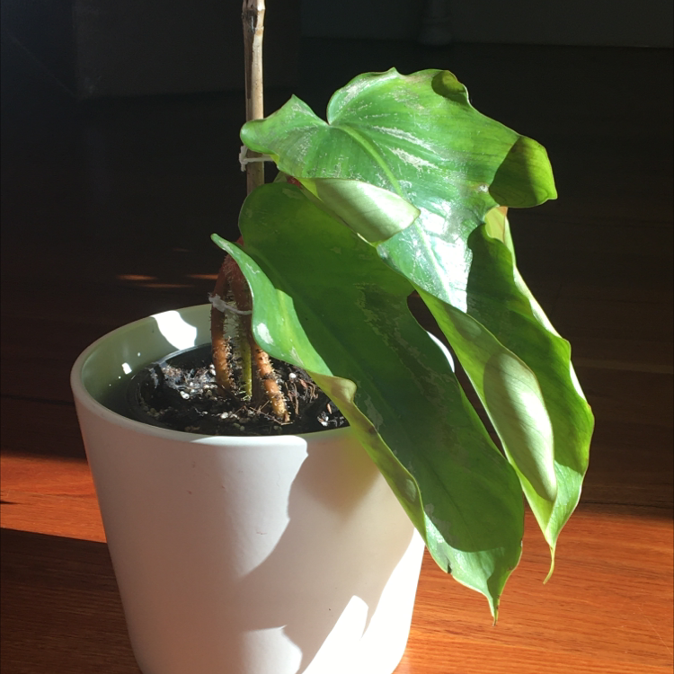 Hairy Philodendron in a white pot with visible soil, well-framed and centered.