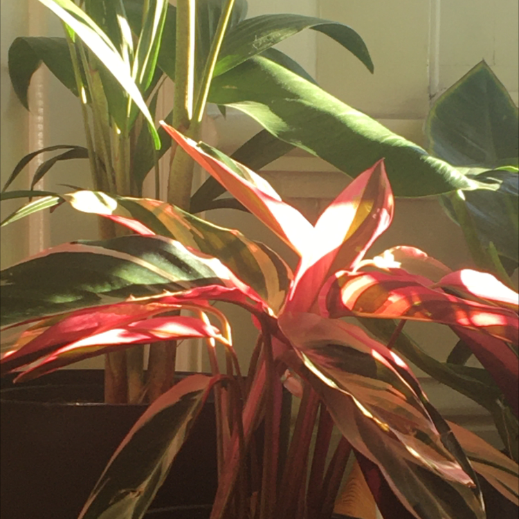 Triostar Stromanthe plant photo by @woolleysheep named Lisa on Greg, the plant care app.