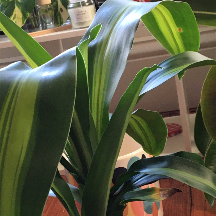 Dracaena Massangeana plant with vibrant green leaves and minor browning at the tips.