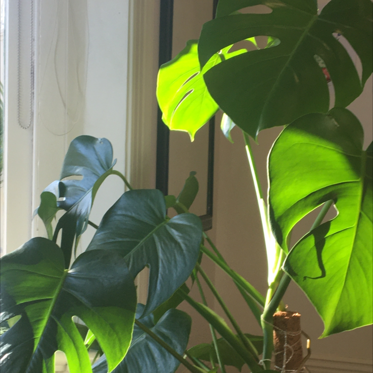 Monstera plant photo by @woolleysheep named Hotham on Greg, the plant care app.