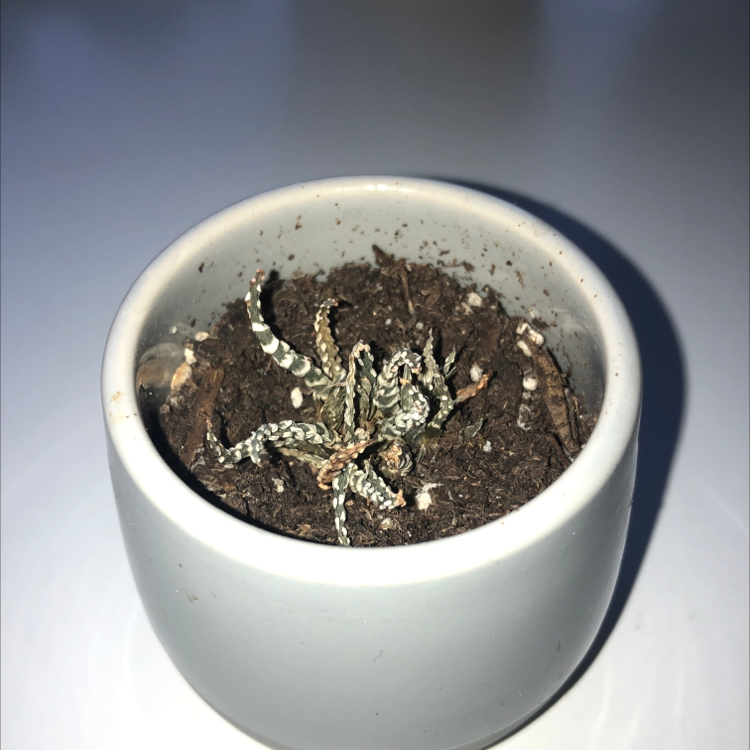 Zebra Plant plant photo by @zoiekate named Georgie on Greg, the plant care app.