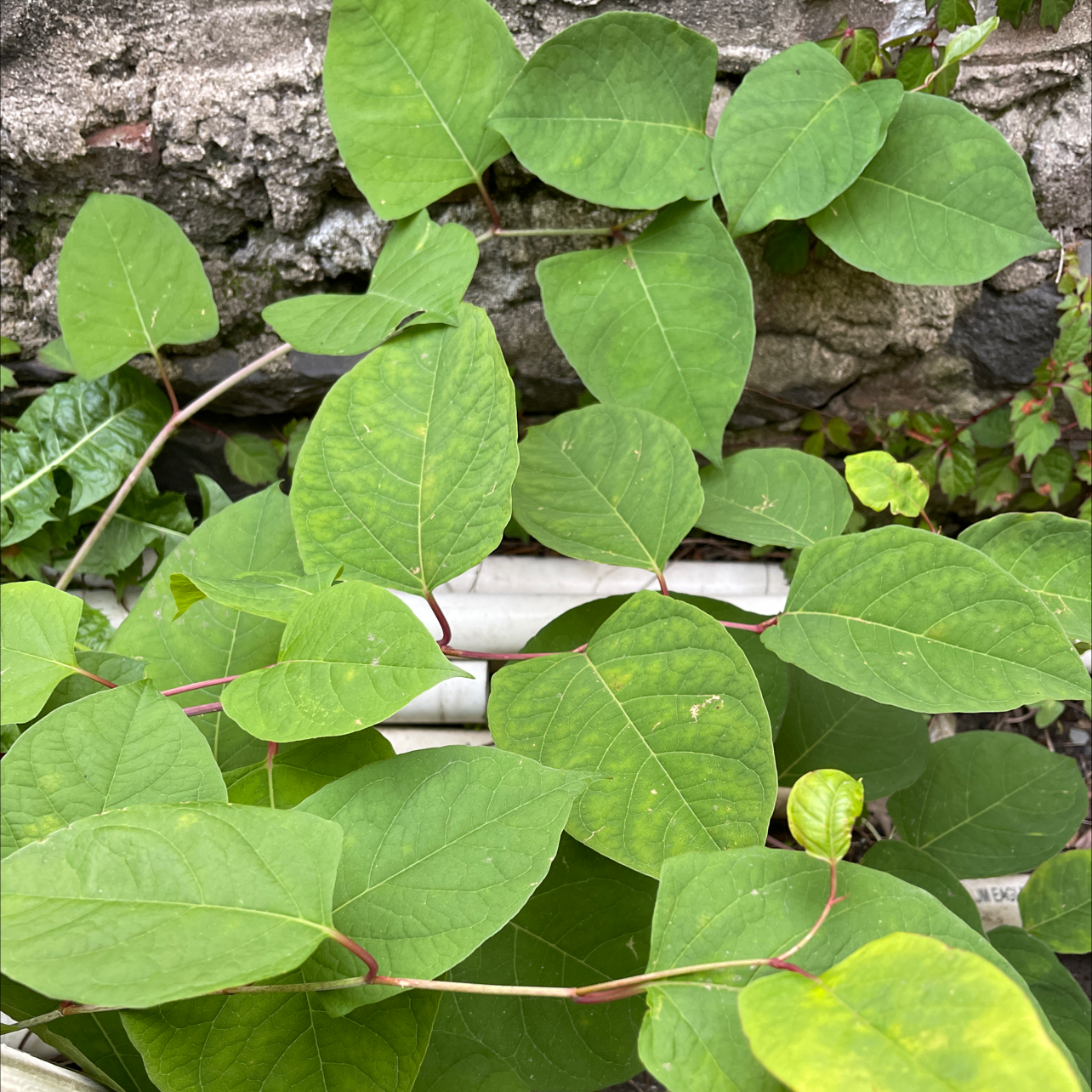 Healthy Japanese Knotweed plant with broad green leaves against a stone background.