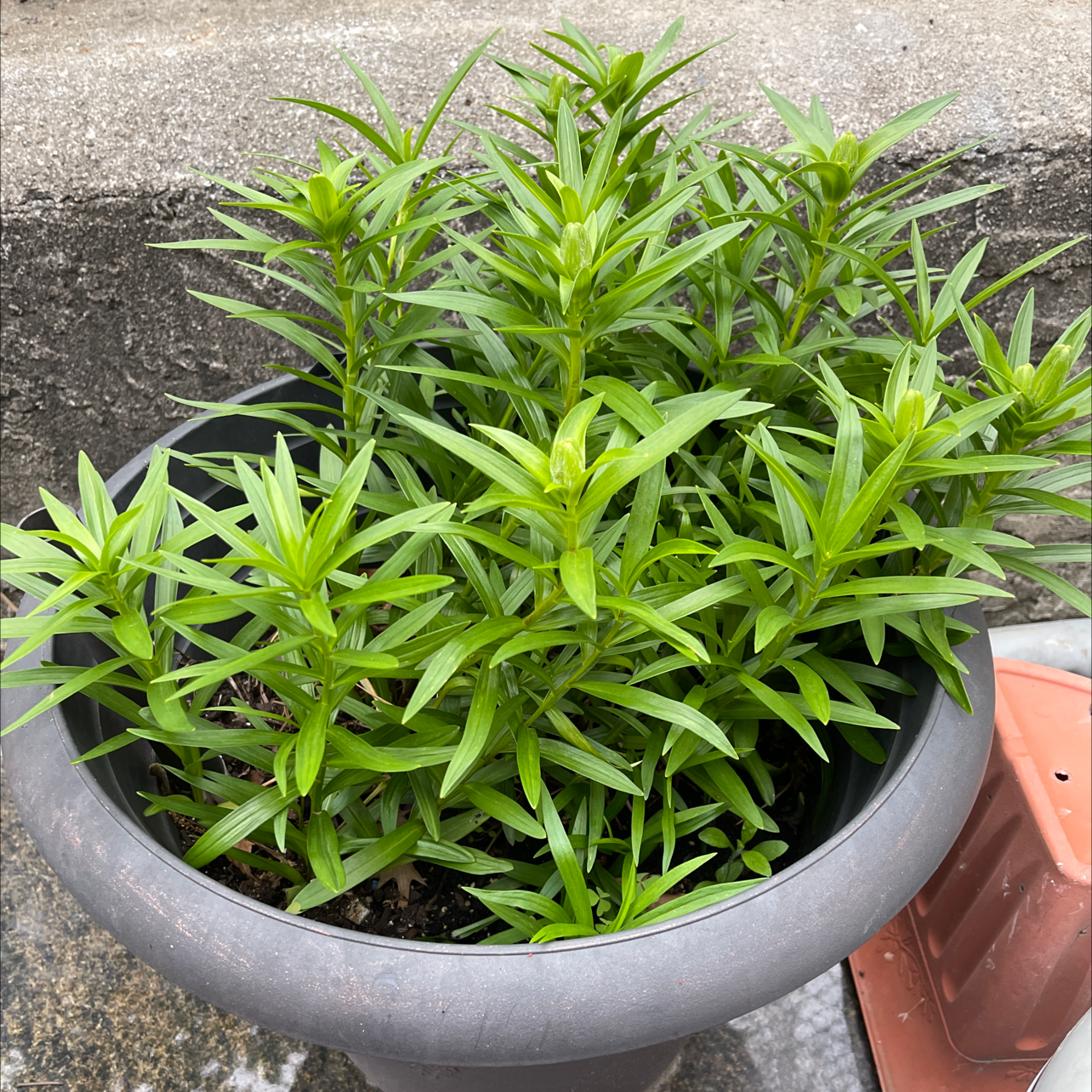 Potted Tiger Lily plant with long, narrow green leaves, appearing healthy.