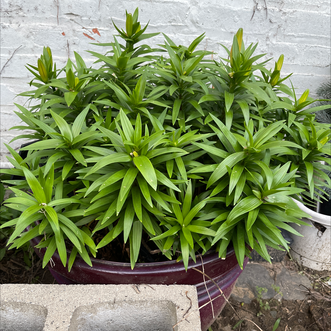 Photo of the plant species Easter Lily by @piffelicia named McKinley on Greg, the plant care app