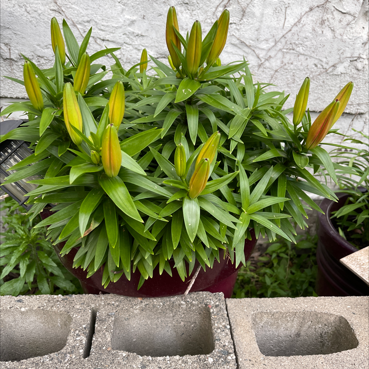 Photo of the plant species Easter Lily by @piffelicia named Maya on Greg, the plant care app
