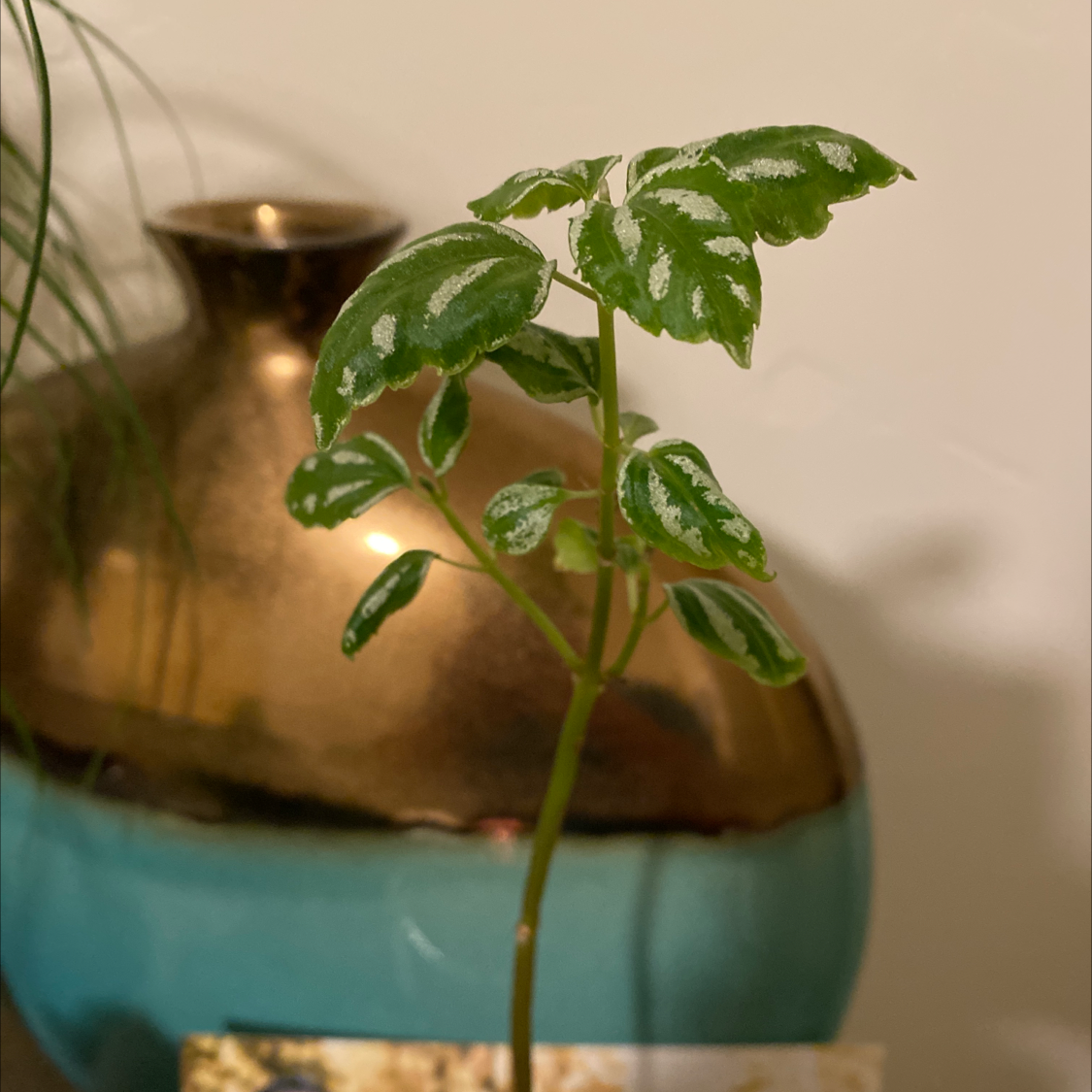 Healthy Aluminum Plant with green leaves and white markings in a decorative pot.