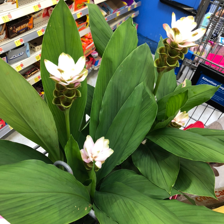 Light Requirements For Your Siam Tulip