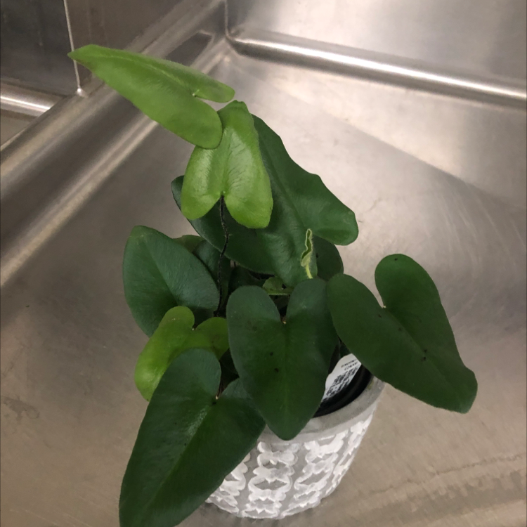 Potted Golden Leather Fern with healthy green leaves, placed in a sink.