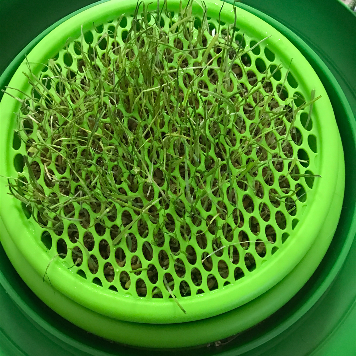Container of cat grass with thin, green blades growing through a perforated surface.
