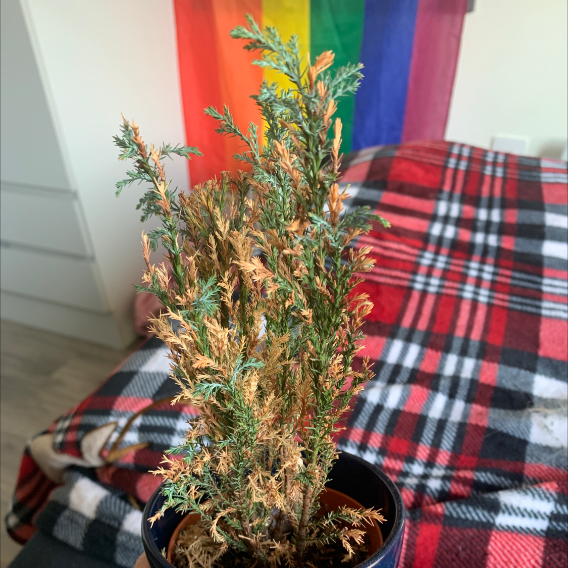 American Juniper plant with significant browning leaves in a pot, colorful flag and checkered blanket in the background.