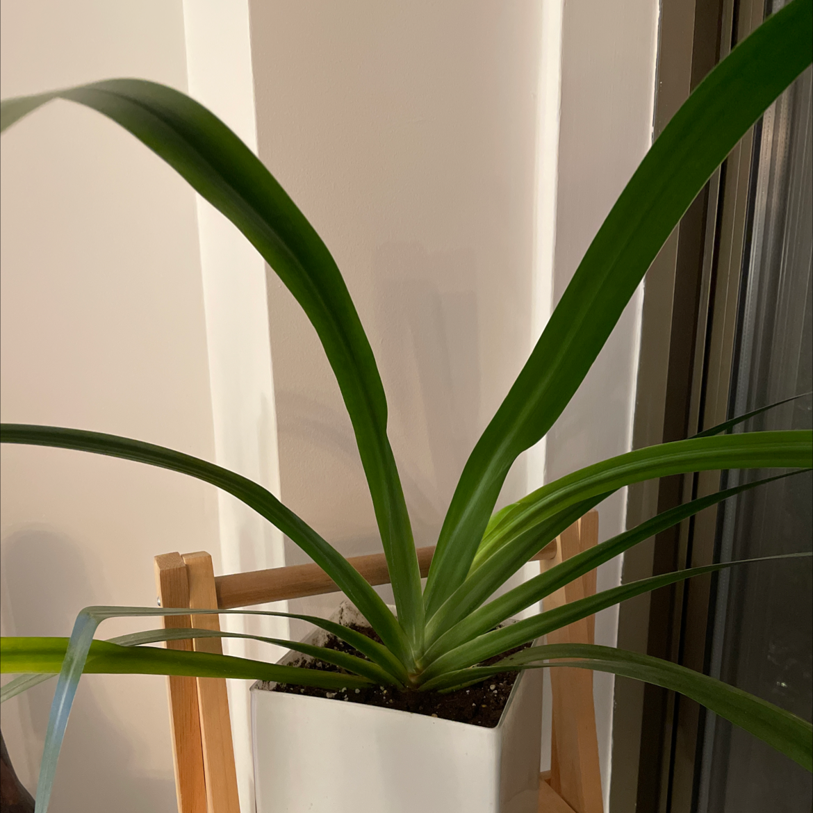 Photo of the plant species Trimezia northiana by Michael named Homer on Greg, the plant care app