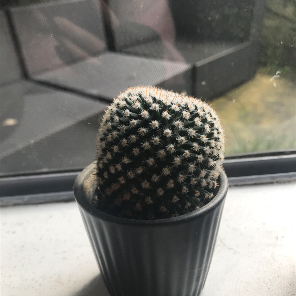 Arizona Rainbow Cactus in a black pot on a windowsill, appearing healthy.