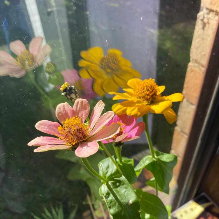 Common Zinnia plant with vibrant pink and yellow flowers, appearing healthy.