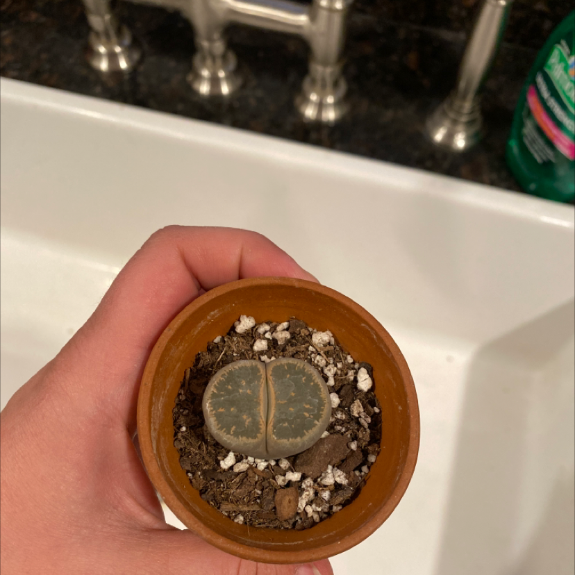 Photo of the plant species Lithops bromfieldii by Ashley named Sproutacus on Greg, the plant care app