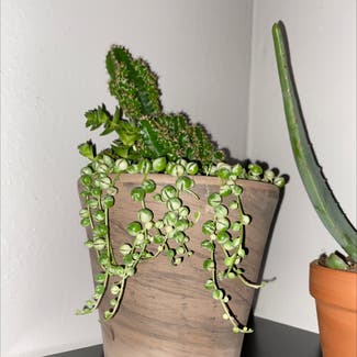 Variegated String of Pearls plant in Somewhere on Earth