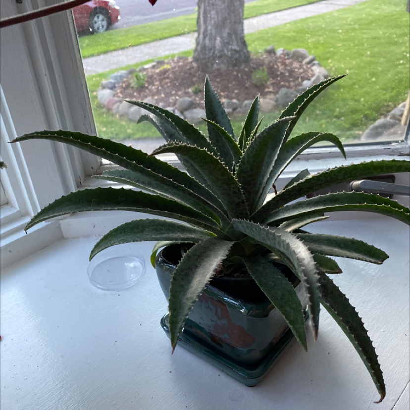 Photo of the plant species Mangave 'Freckles and Speckles' by Ashley named Osmo on Greg, the plant care app