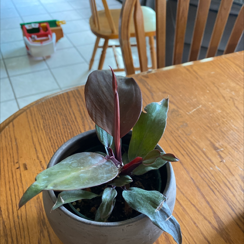 Philodendron 'Red Congo' plant in a pot on a wooden table.