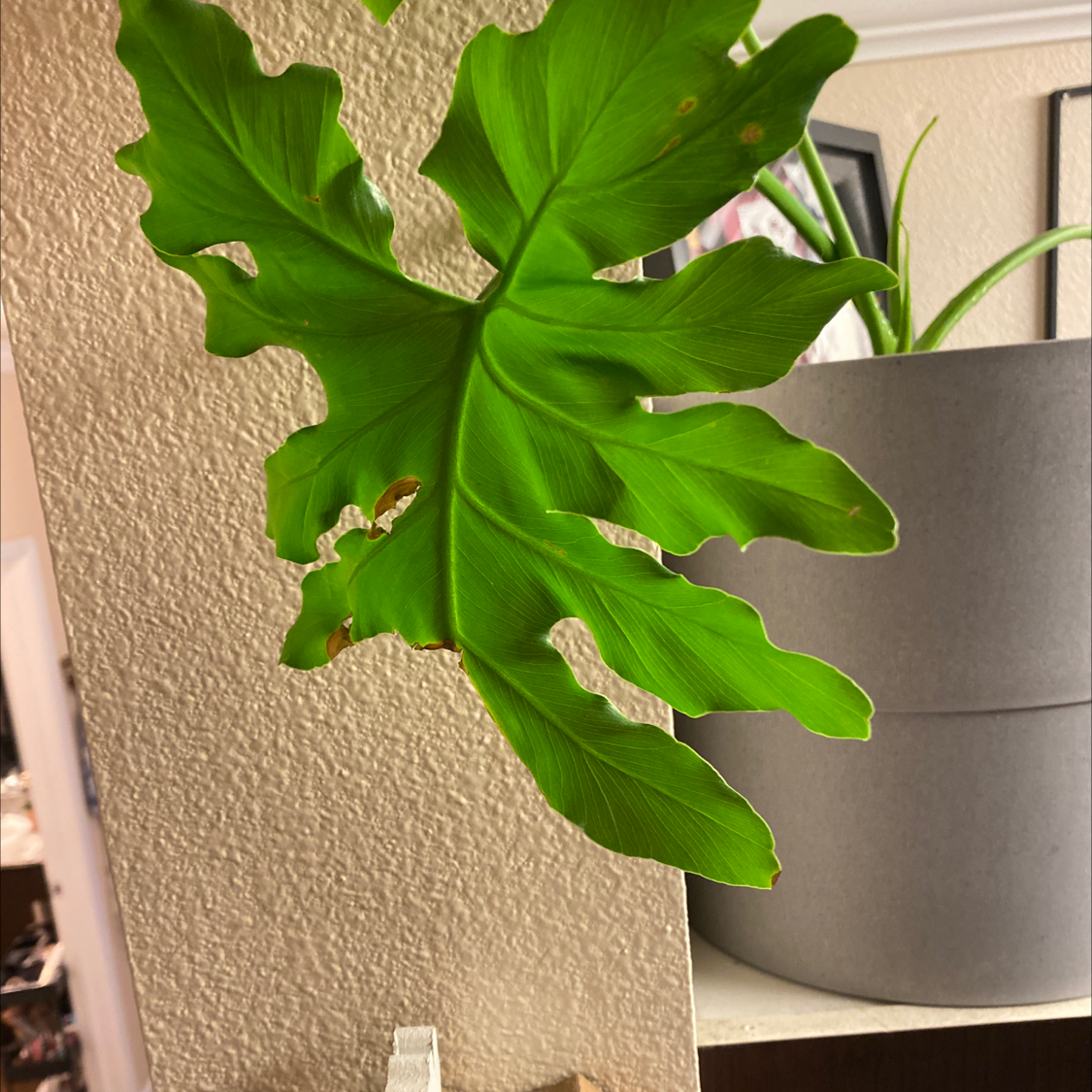 Split Leaf Philodendron with some browning on the edges of a prominent leaf, potted.