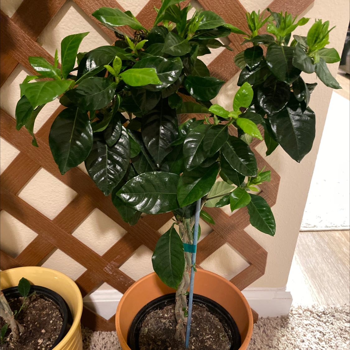Cape Jasmine plant with glossy, dark green leaves in a pot with visible soil.