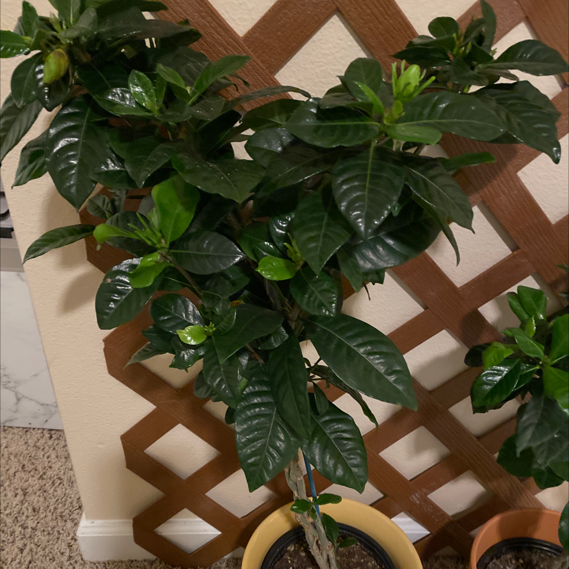 Why Are My Cape Jasmine Leaves Curling?