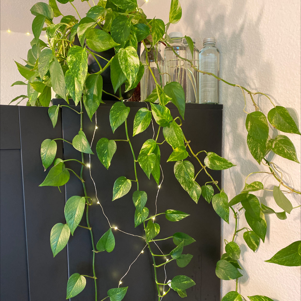 Jade Pothos plant photo by @KatieGarcia named Mom’s pothos on Greg, the plant care app.