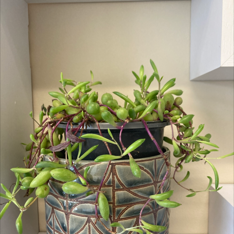 Potted Shoreline Sea Purslane with green leaves and purple stems, healthy appearance.
