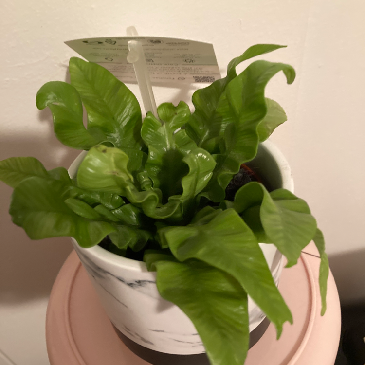 Hart's Tongue Fern in a white pot with vibrant green leaves.