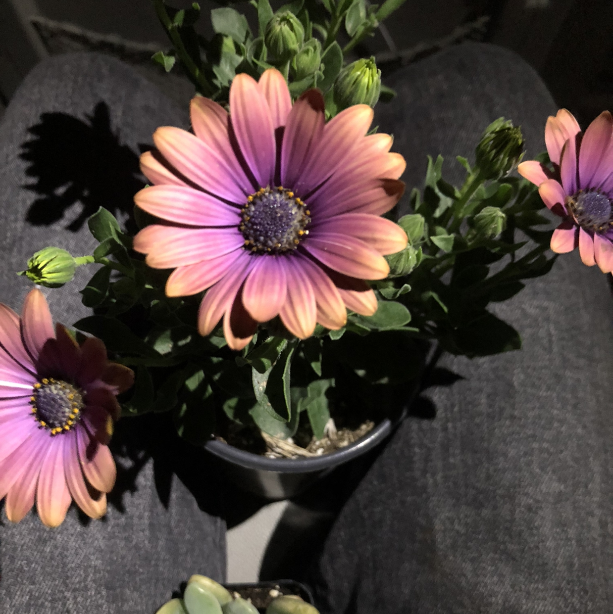 Van Staden's river daisy with vibrant purple and orange flowers in a pot.