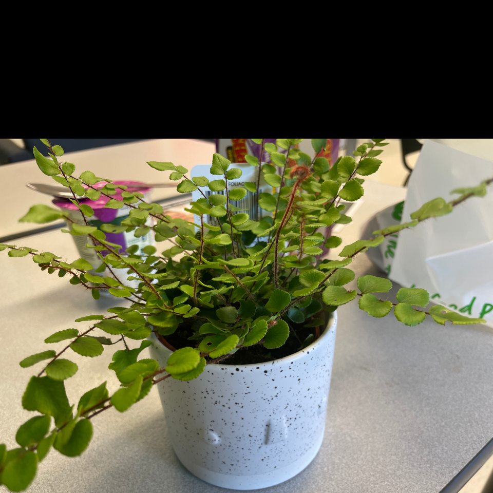 Pellaea rotundifolia plant in a white pot with vibrant green leaves.