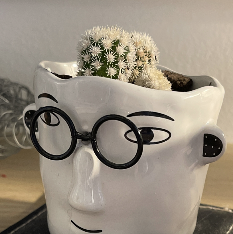 Photo of the plant species Arizona Snowcap Cactus by @India named Vincent on Greg, the plant care app