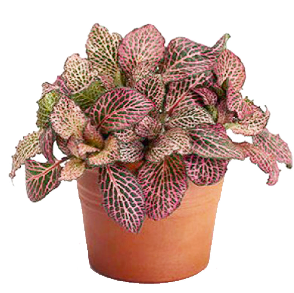 Nerve Plant plant photo by @xsarahaveyx named Violet on Greg, the plant care app.
