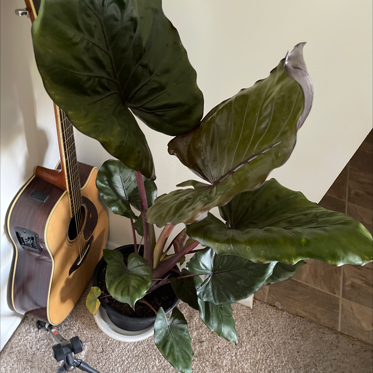 Arrowleaf Elephant Ear Ultimate Guide to Fertilizing
