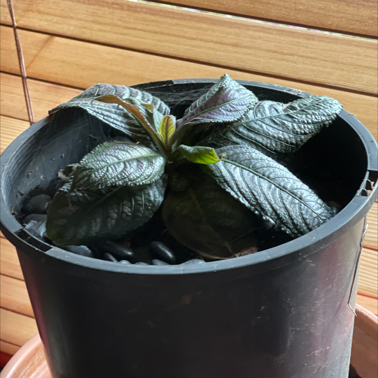 Photo of the plant species Strobilanthes dyerianus by Veronica named Purple green plant on Greg, the plant care app