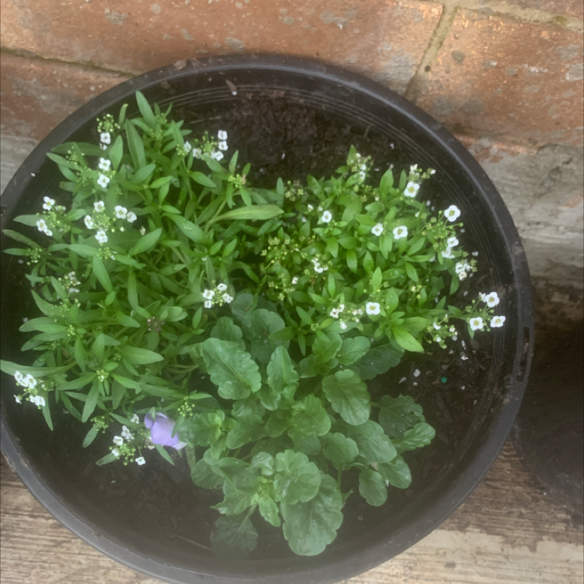 Healthy sweet alyssum plant with dense clusters of small white flowers and green leaves growing in a black plastic pot.