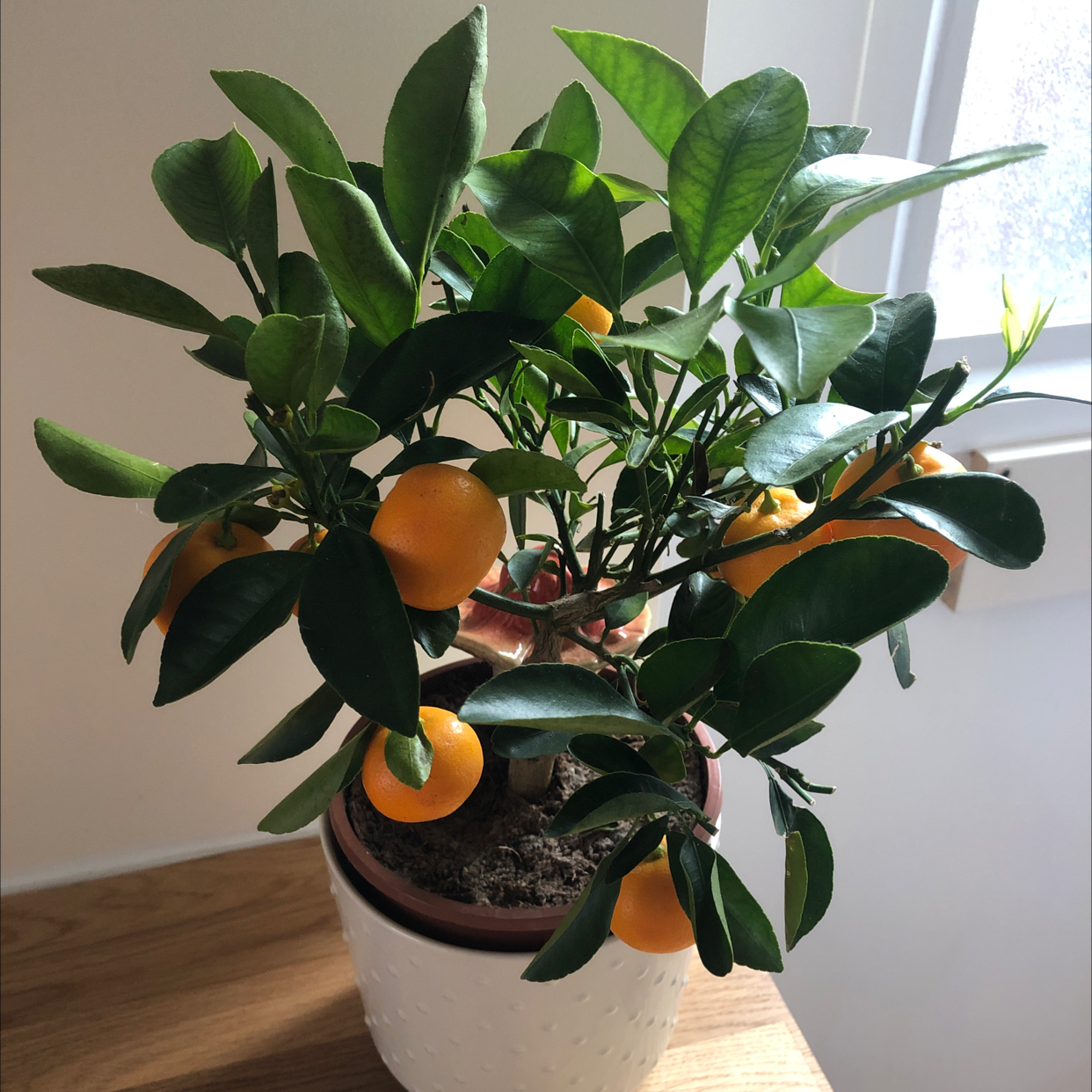 Healthy Oval kumquat plant in a pot with ripe fruits and green leaves near a window.