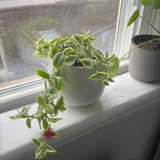 Baby Sun Rose plant in Hamilton, Ontario