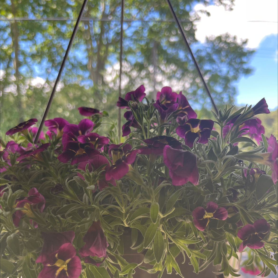 Photo of the plant species Million Bells by @hpta named Agnas on Greg, the plant care app