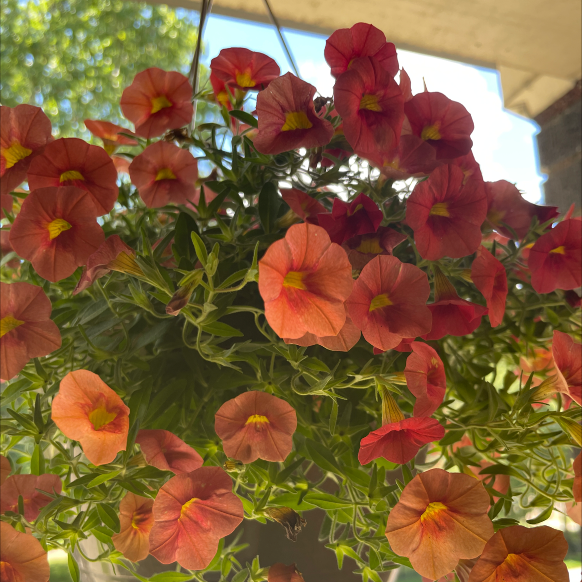 Photo of the plant species Million Bells by @hpta named Aggie on Greg, the plant care app