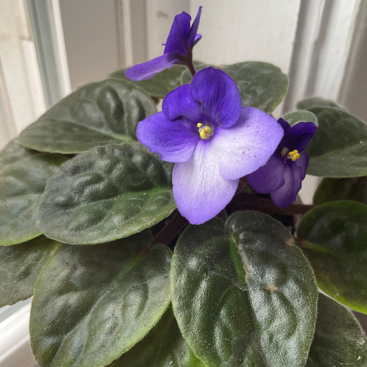 Photo of the plant species African Violet by @hpta named Duchess on Greg, the plant care app