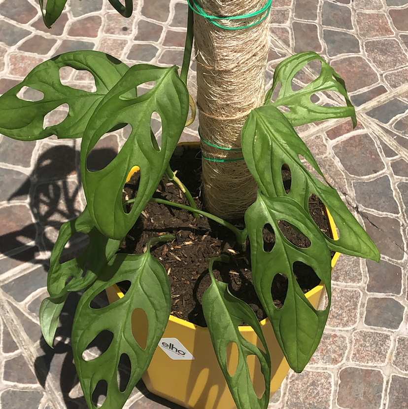 Swiss Cheese Vine plant photo by @nikolavin named Pikachu on Greg, the plant care app.